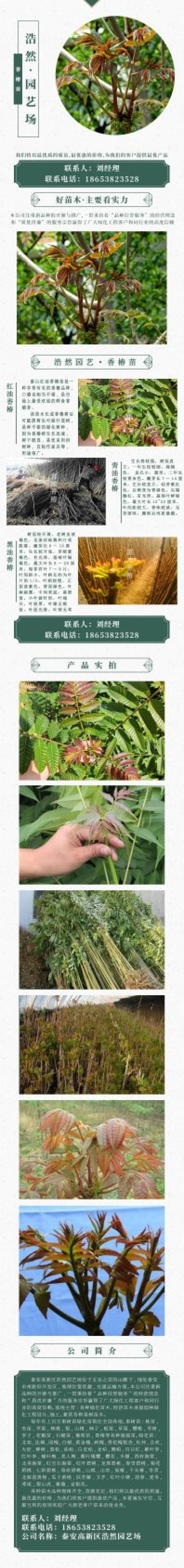 红油黑油椿苗大棚香椿树苗成活率高可视频看货规格齐全