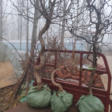 五角枫，叶片有绿渐变红色！品种保！多年规格都有山东种苗