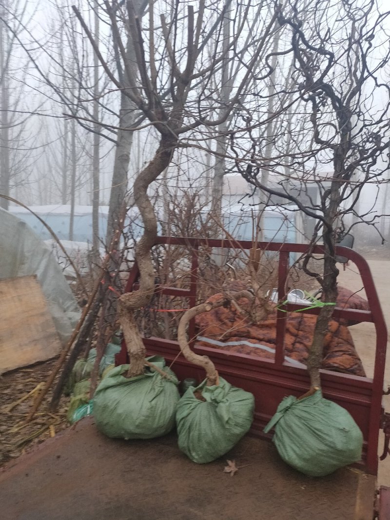 五角枫，叶片有绿渐变红色！品种保！多年规格都有山东种苗