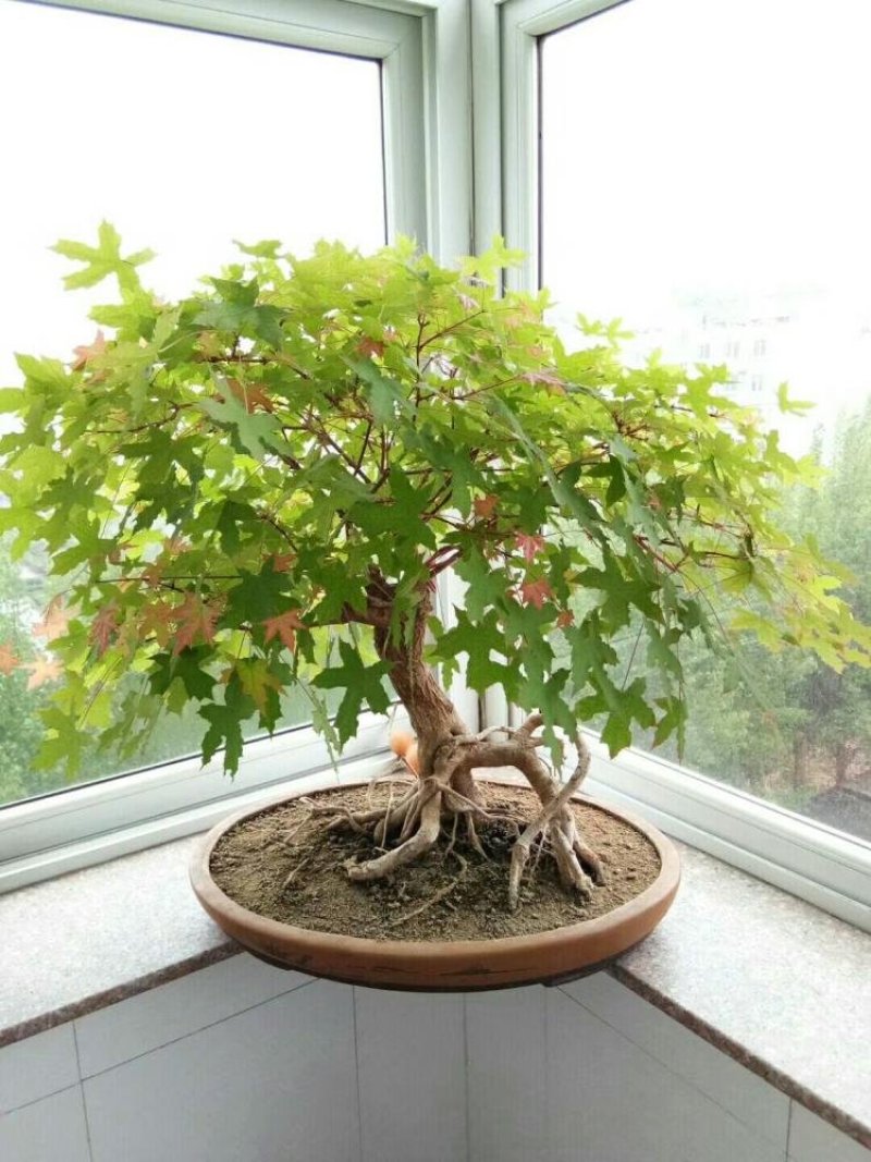 五角枫，叶片有绿渐变红色！品种保！多年规格都有山东种苗