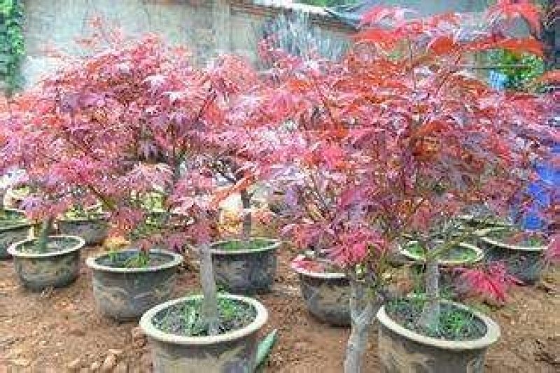 五角枫，叶片有绿渐变红色！品种保！多年规格都有山东种苗