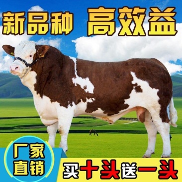 西门塔尔牛犊品种保证价格优惠质
