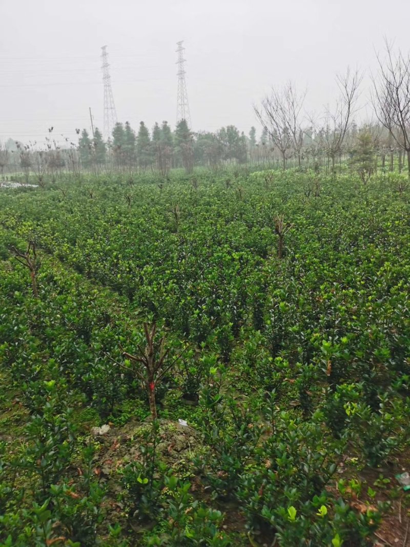 大叶黄杨，万年青，冬青卫矛，四川万年青批发成都万年青价格
