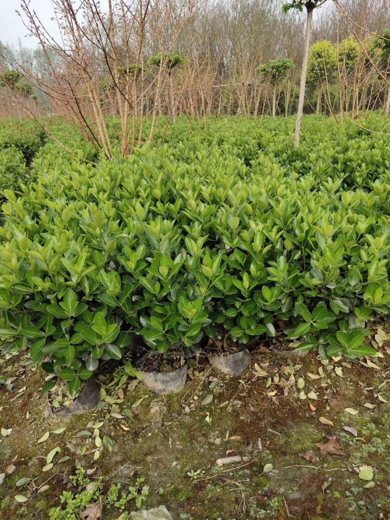 大叶黄杨，万年青，冬青卫矛，四川万年青批发成都万年青价格
