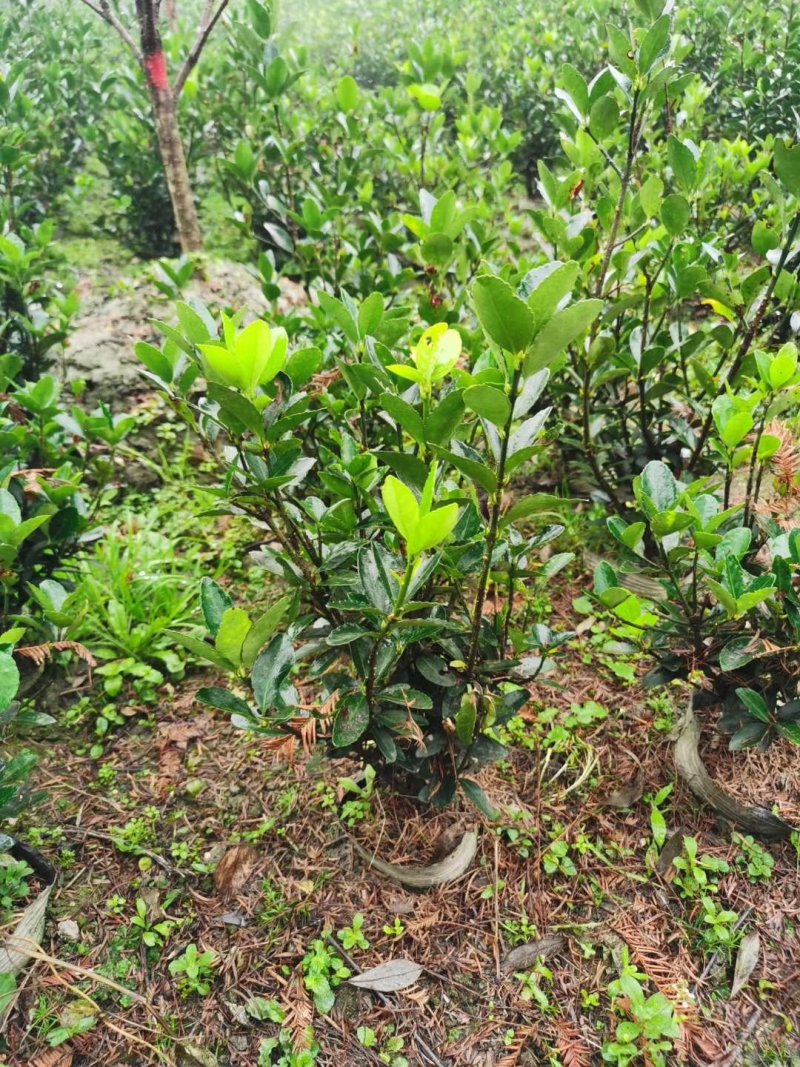 大叶黄杨，万年青，冬青卫矛，四川万年青批发成都万年青价格