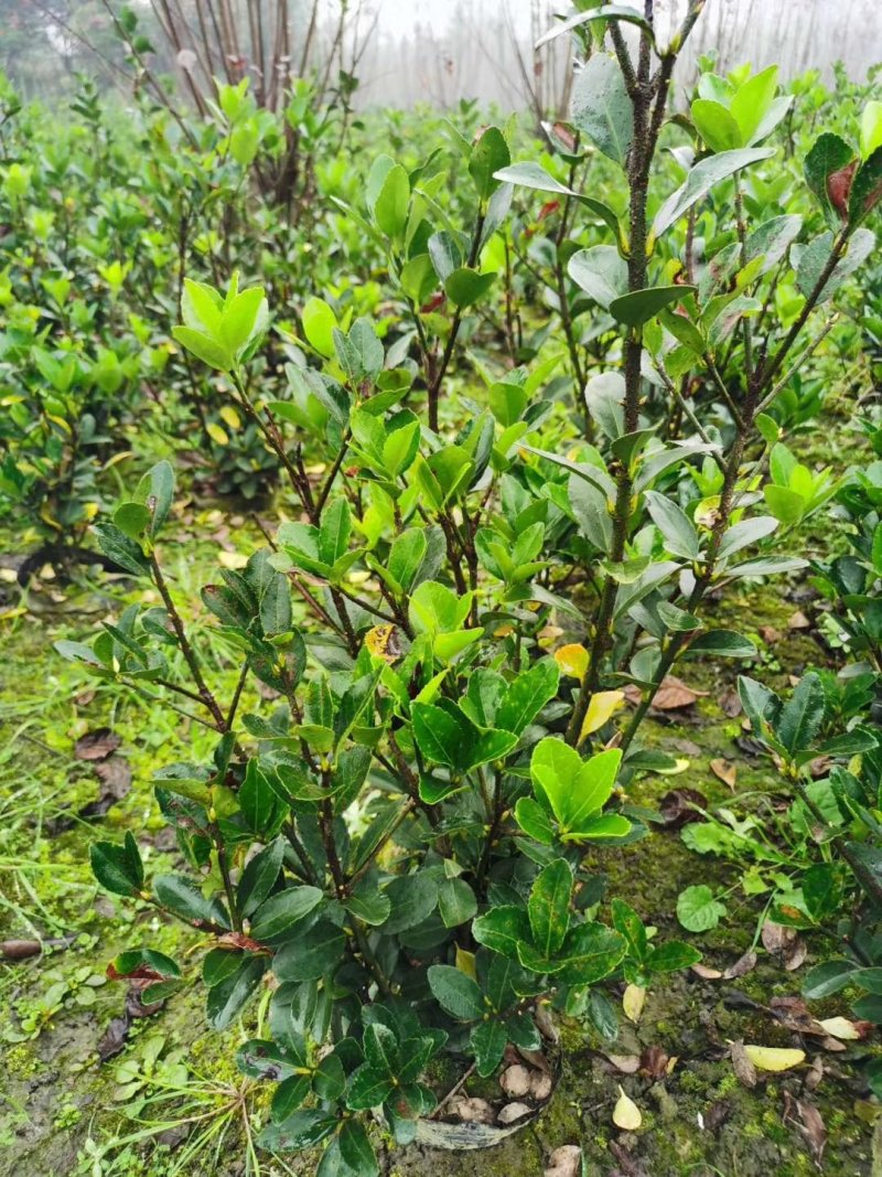 大叶黄杨，万年青，冬青卫矛，四川万年青批发成都万年青价格