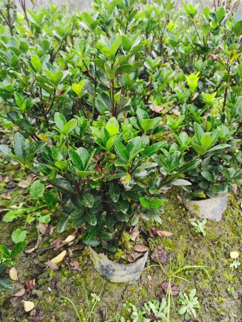 大叶黄杨，万年青，冬青卫矛，四川万年青批发成都万年青价格