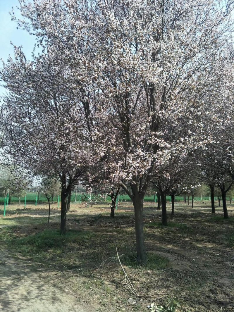 红叶李，紫叶李，四川红叶李基地出售，成都红叶李批发价格