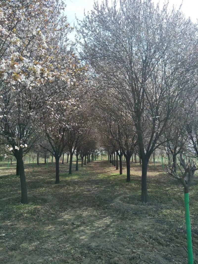 红叶李，紫叶李，四川红叶李基地出售，成都红叶李批发价格