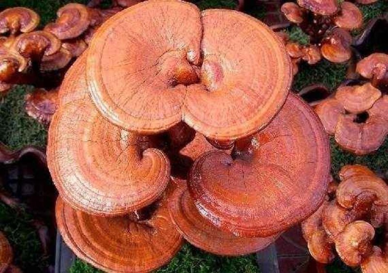 赤灵芝，常年批发供应无硫各种规格赤灵芝