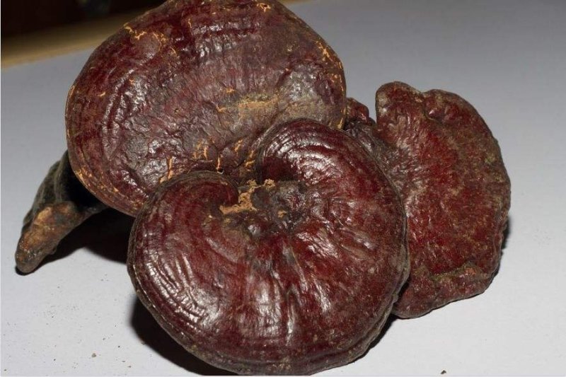 赤灵芝，常年批发供应无硫各种规格赤灵芝