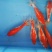 冷水鹦鹉，合金