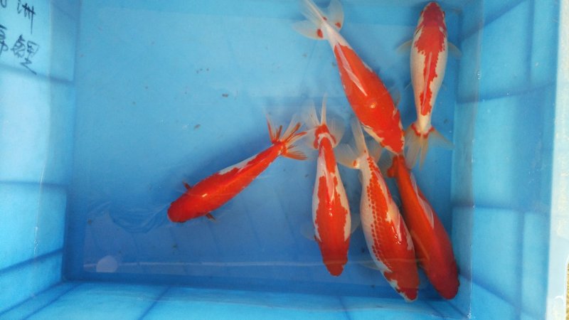 冷水鹦鹉，合金