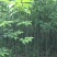 杜仲2-3公分杜仲米径3公分