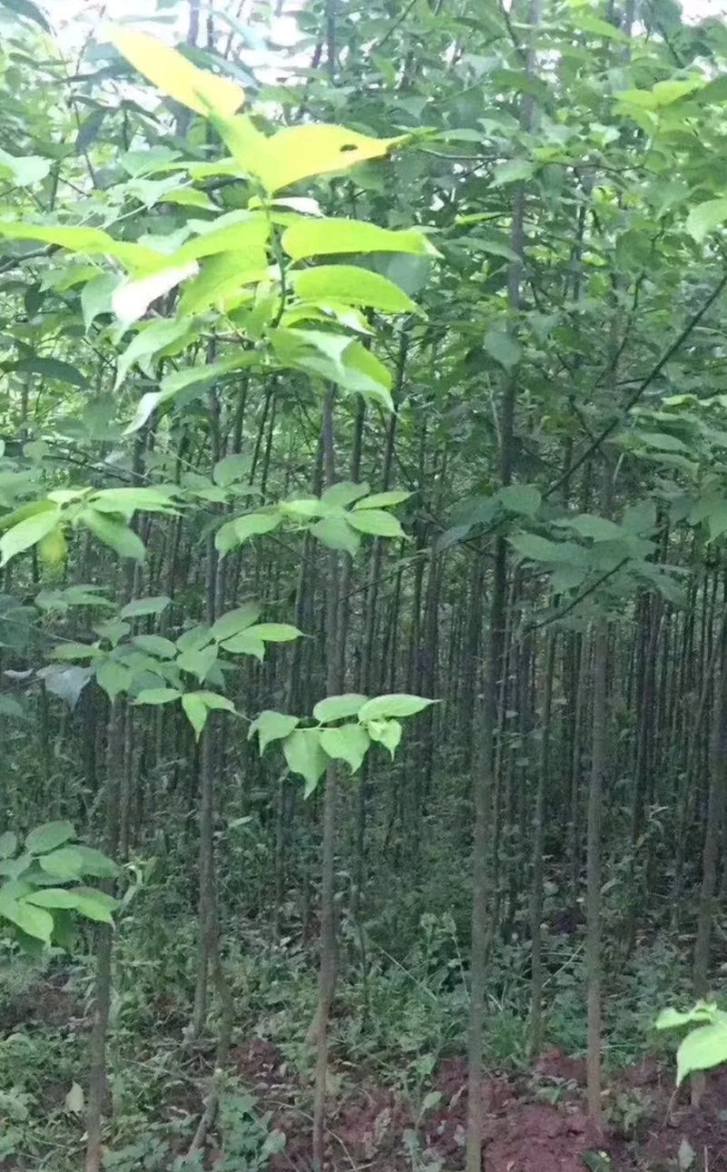 杜仲2-3公分杜仲米径3公分