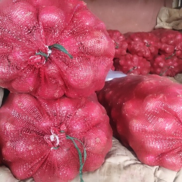 施甸承包土地种植特早熟红皮洋葱N2N3N6品种洋葱。