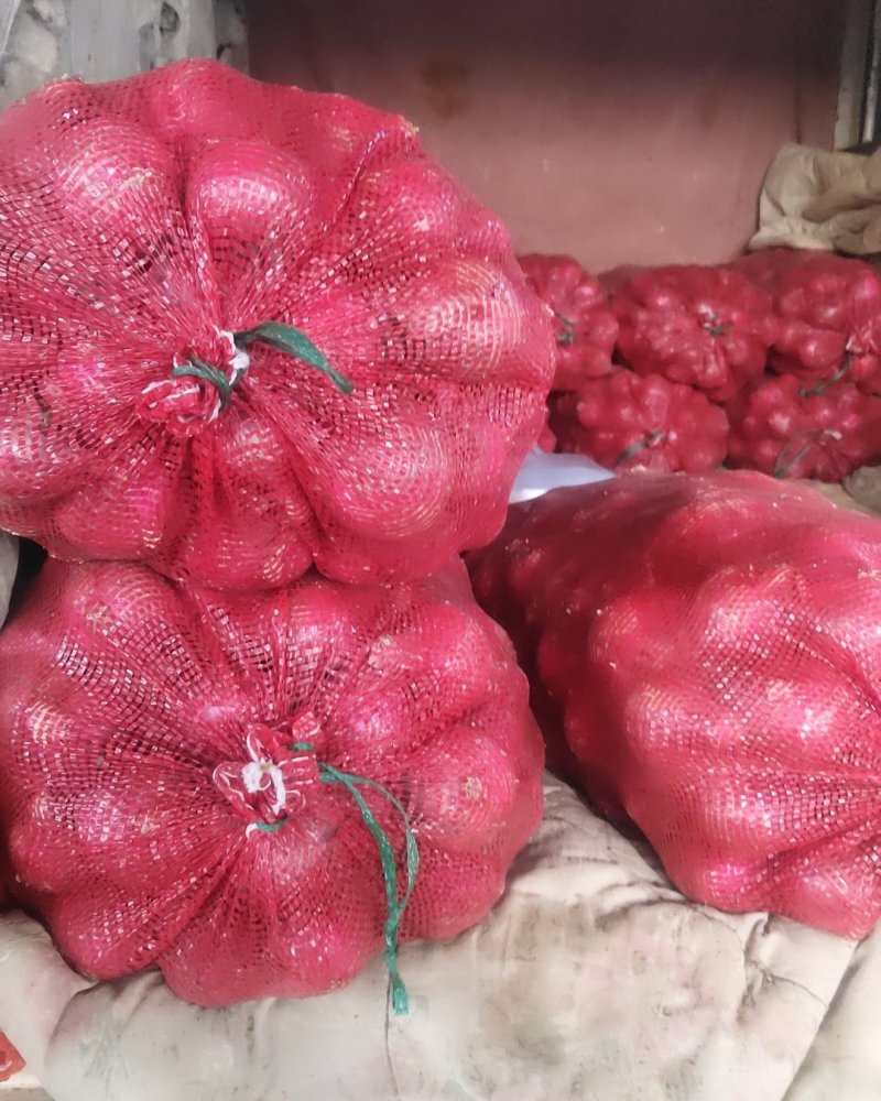 施甸承包土地种植特早熟红皮洋葱N2N3N6品种洋葱。