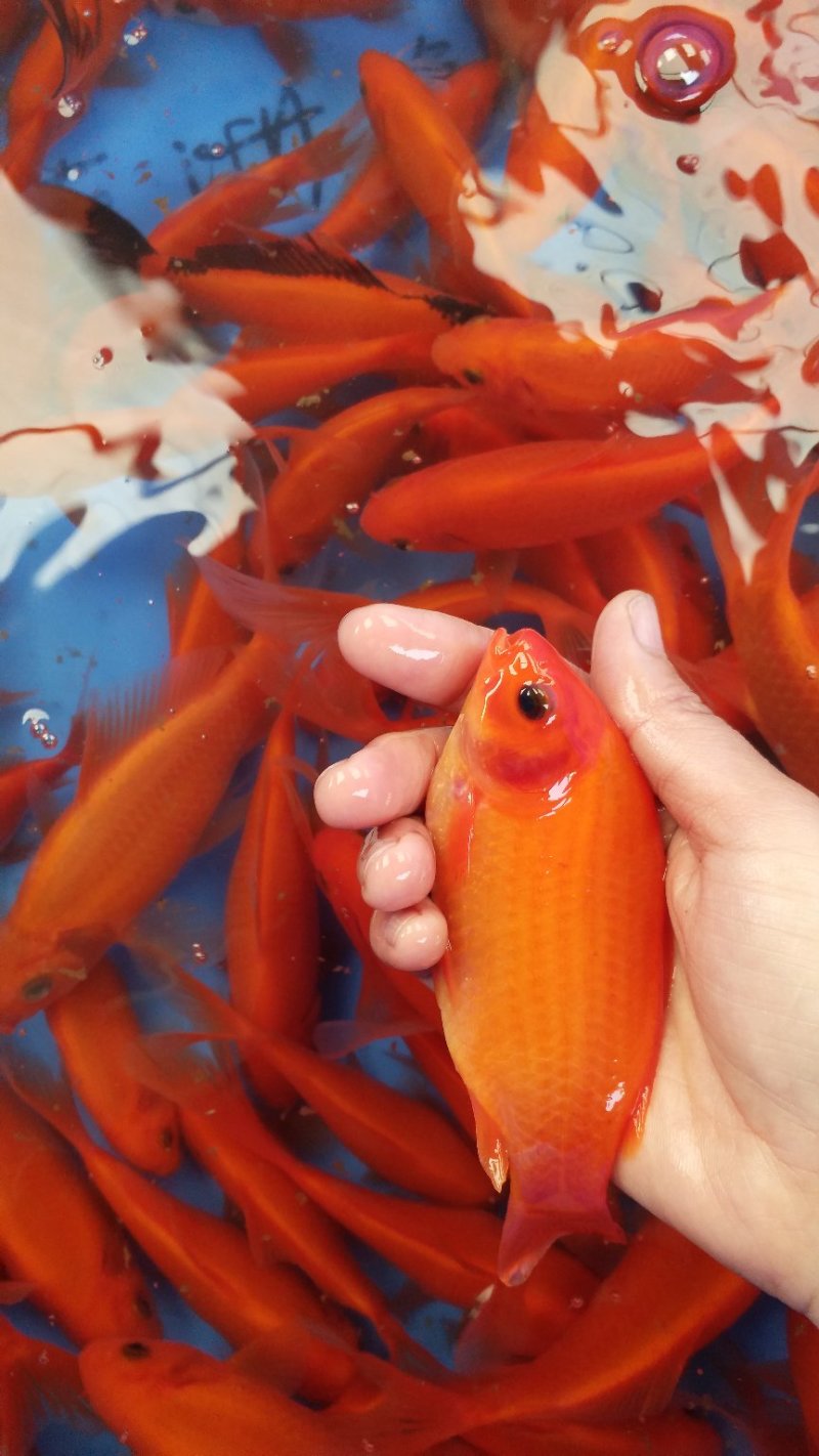 水产