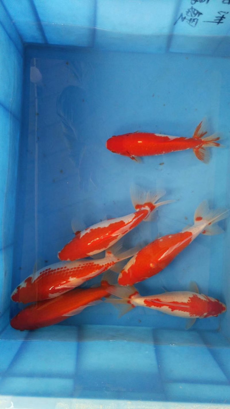 水产