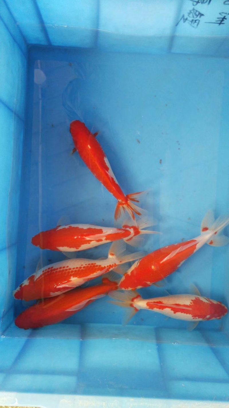 水产