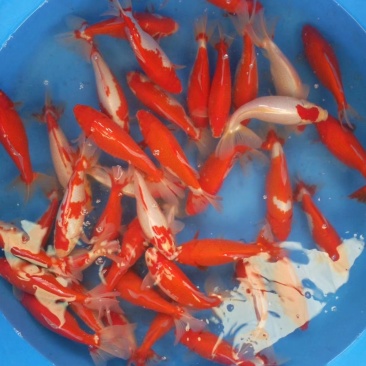 锦鲤