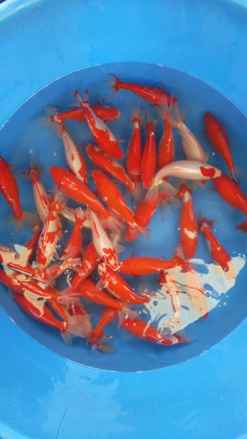 锦鲤