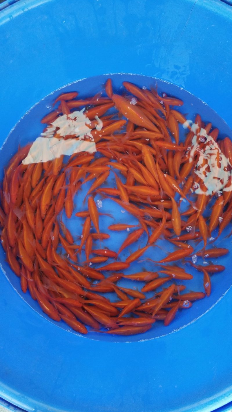 锦鲤