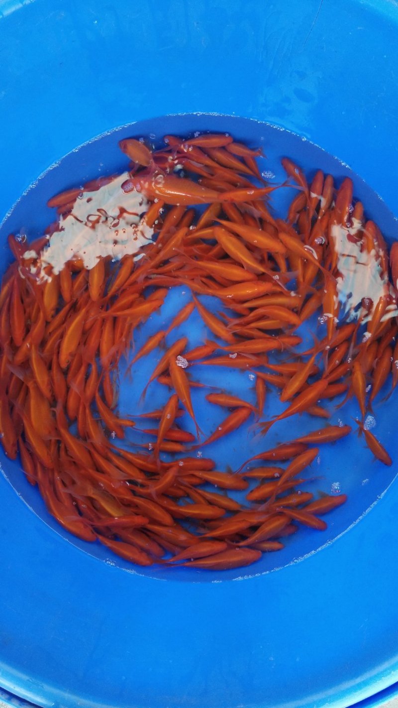 锦鲤