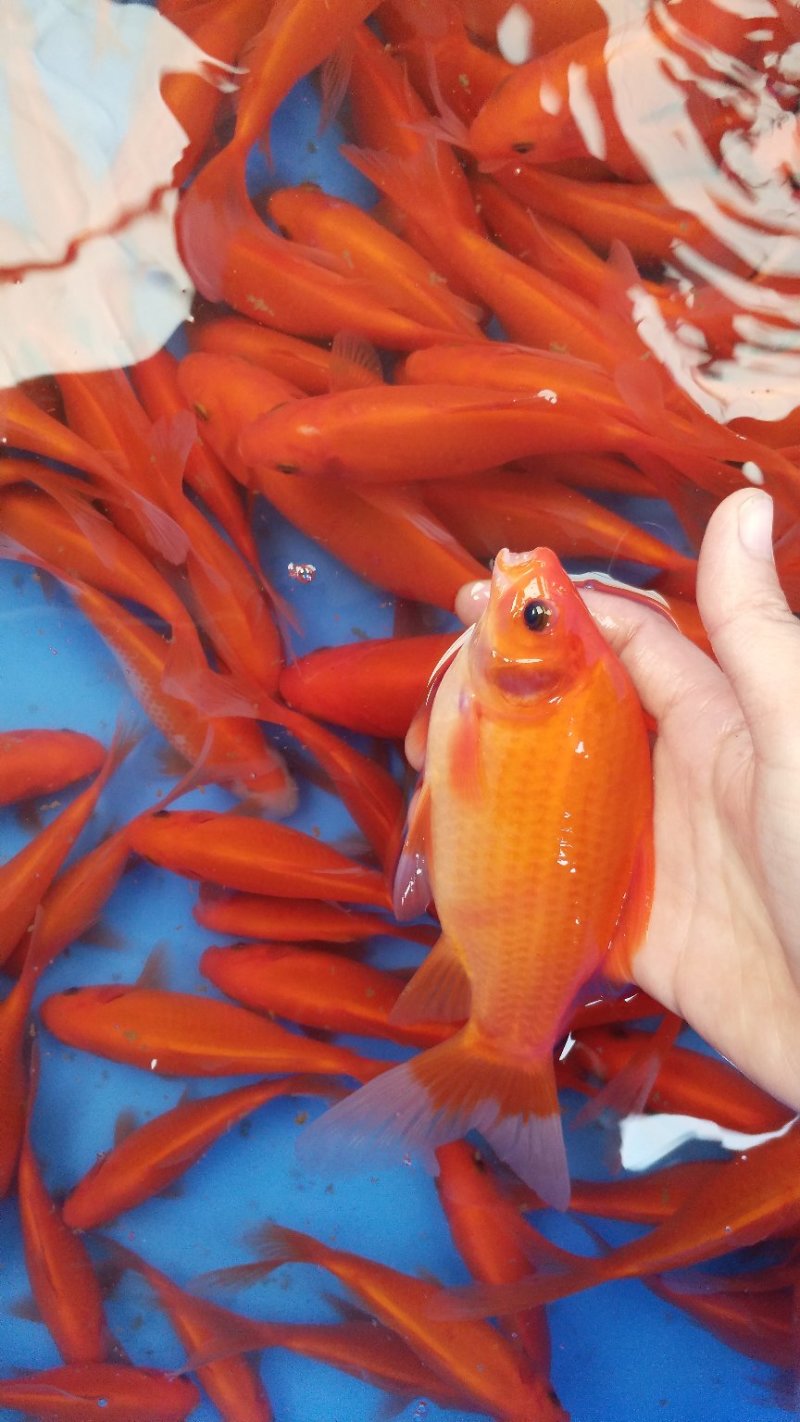 锦鲤