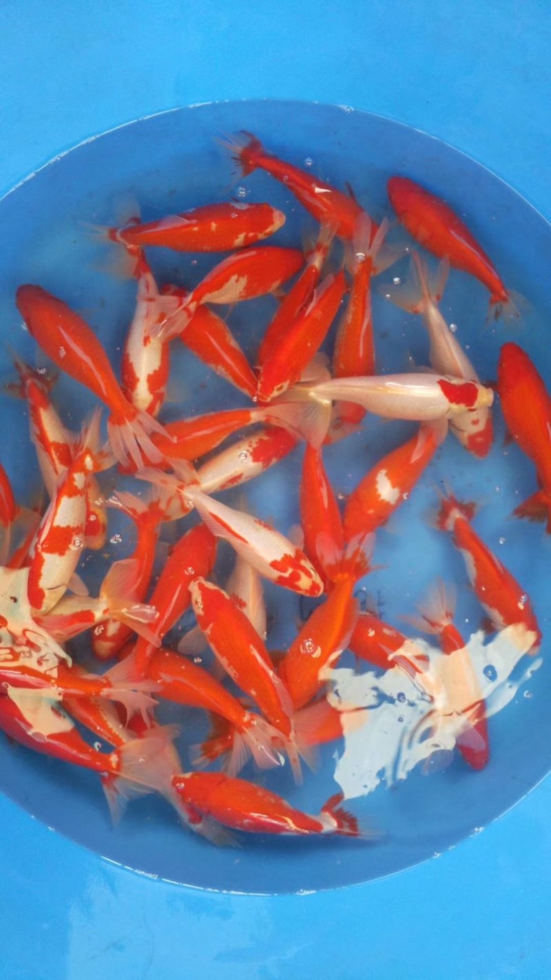锦鲤