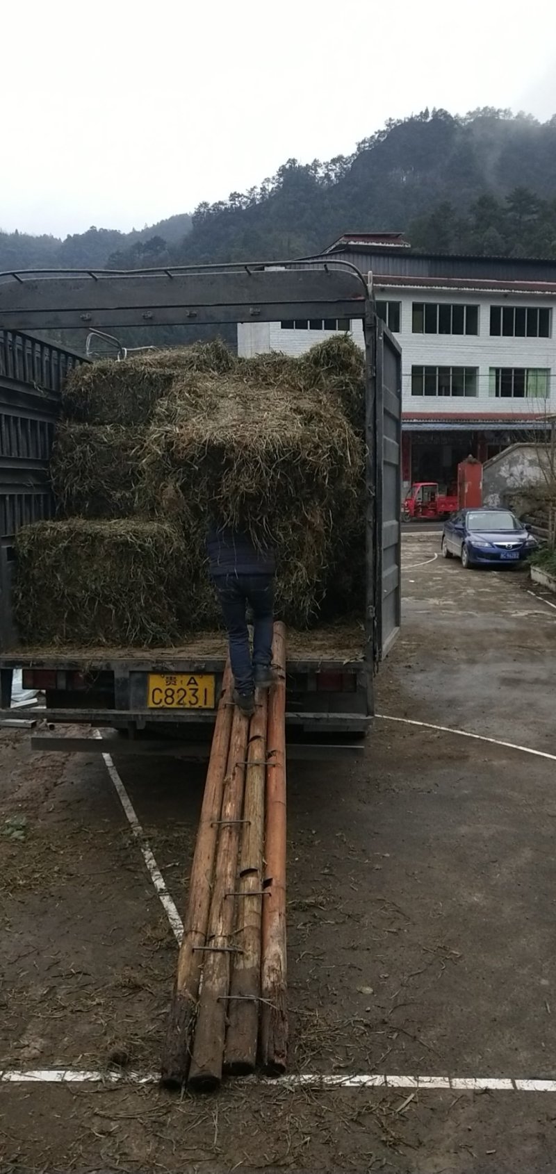 贵州遵义湄潭县观音草(吉祥草)，支持视频或实地看货。