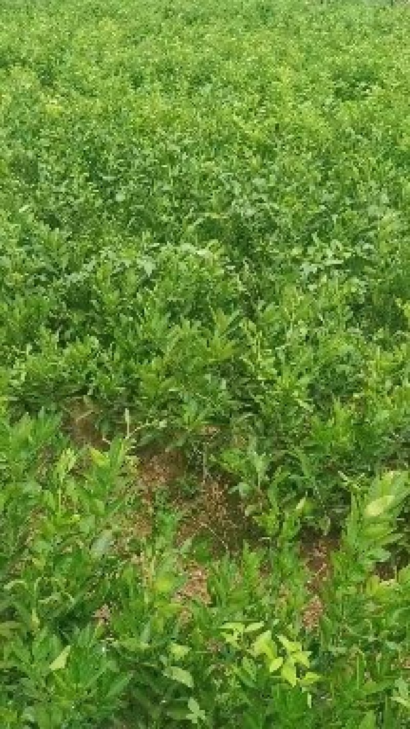 蚊母地栽苗，量大从优，欢迎考察