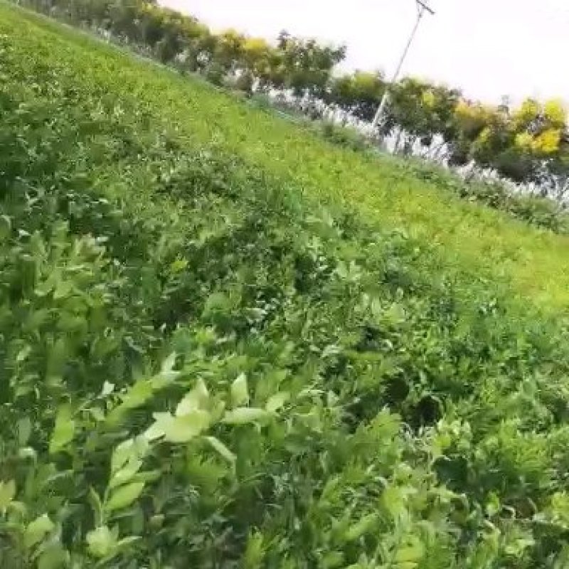 蚊母地栽苗，量大从优，欢迎考察