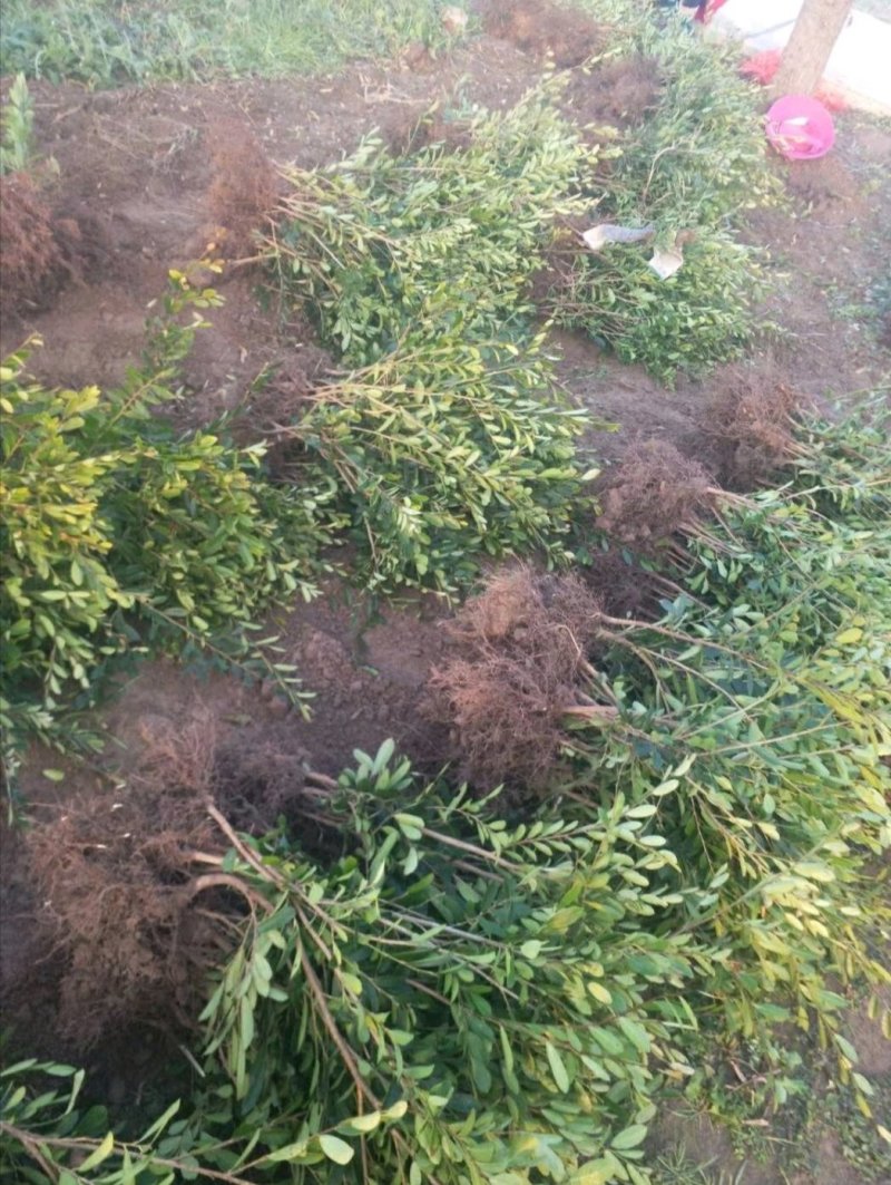 蚊母地栽苗，量大从优，欢迎考察