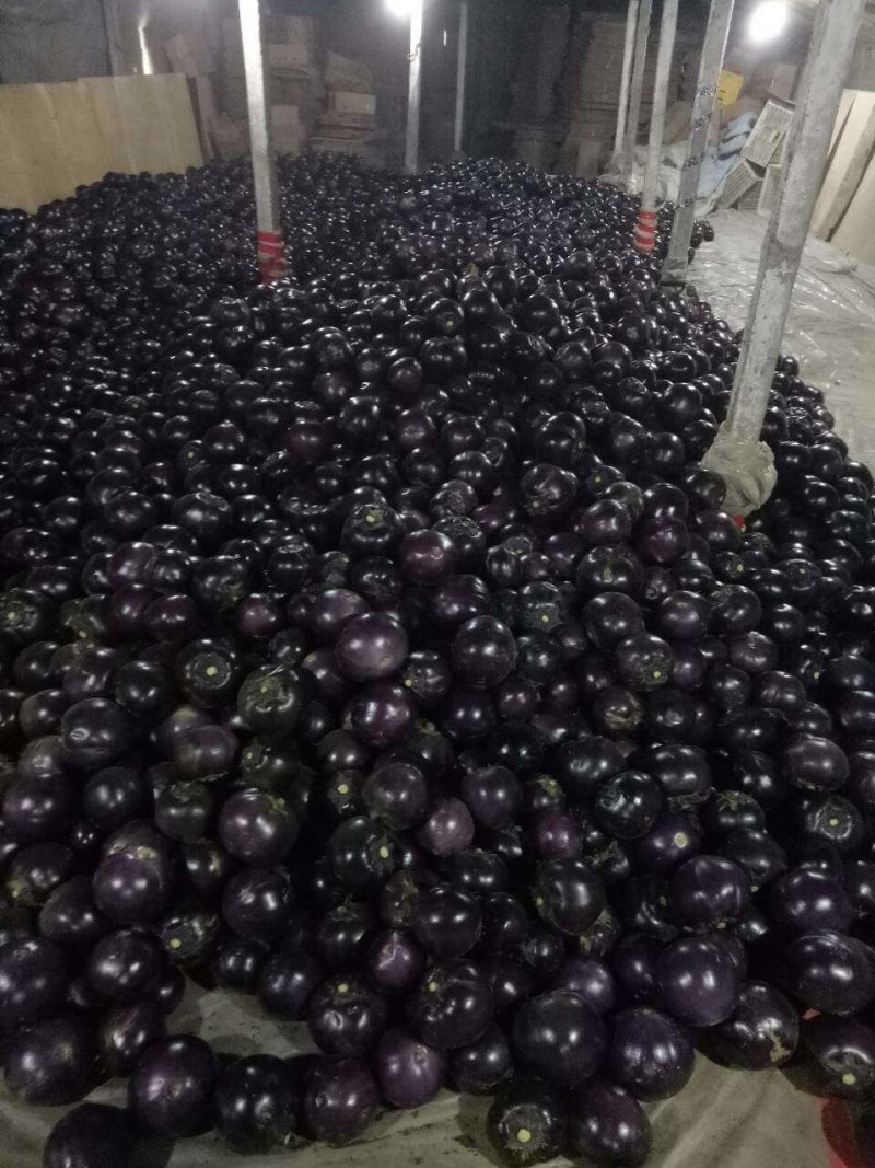 太空椒，紫花头圆椒，圆椒头，大量供应