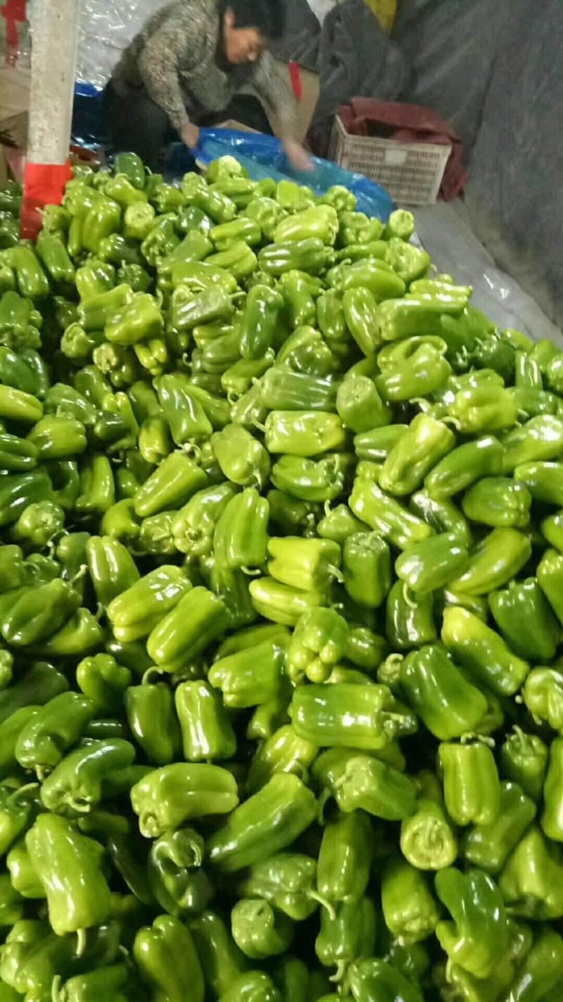 太空椒，紫花头圆椒，圆椒头，大量供应