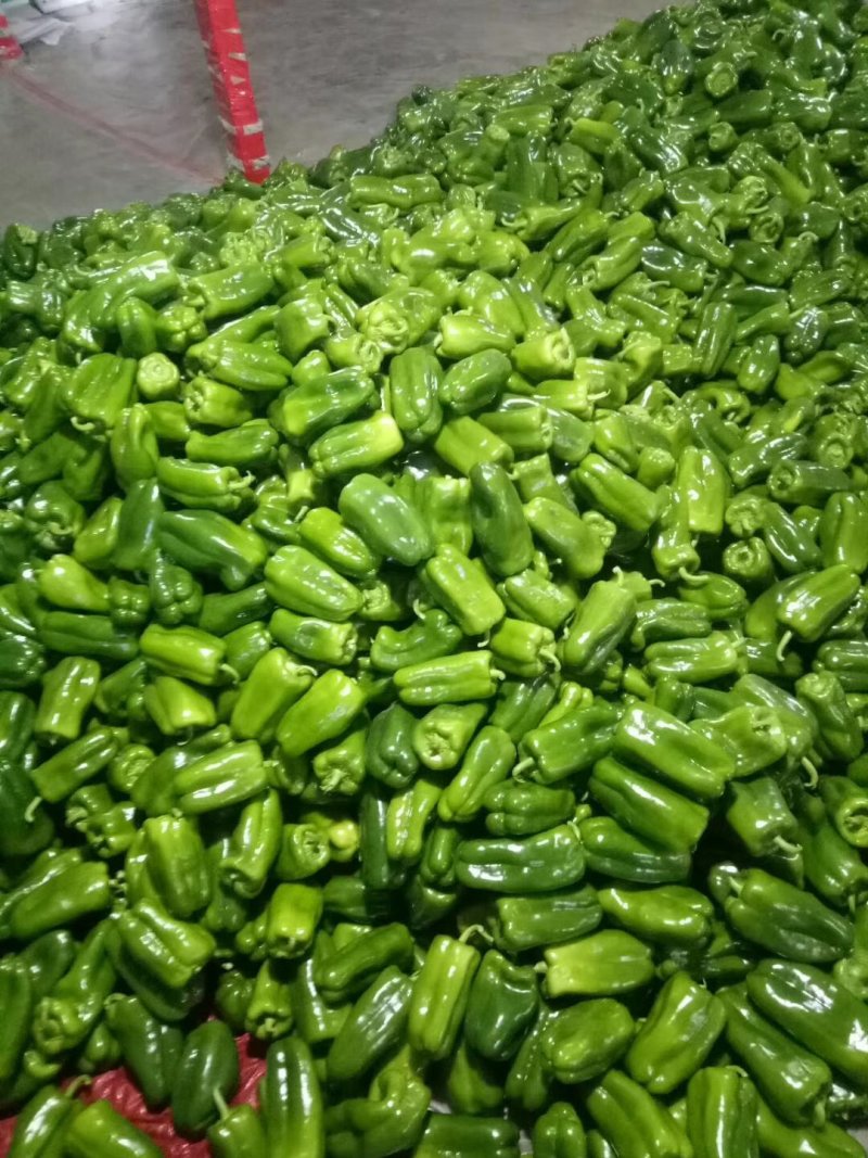 太空椒，紫花头圆椒，圆椒头，大量供应