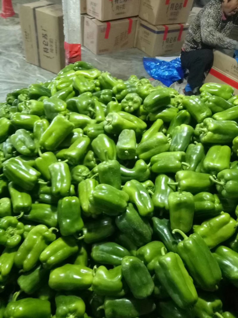 太空椒，紫花头圆椒，圆椒头，大量供应