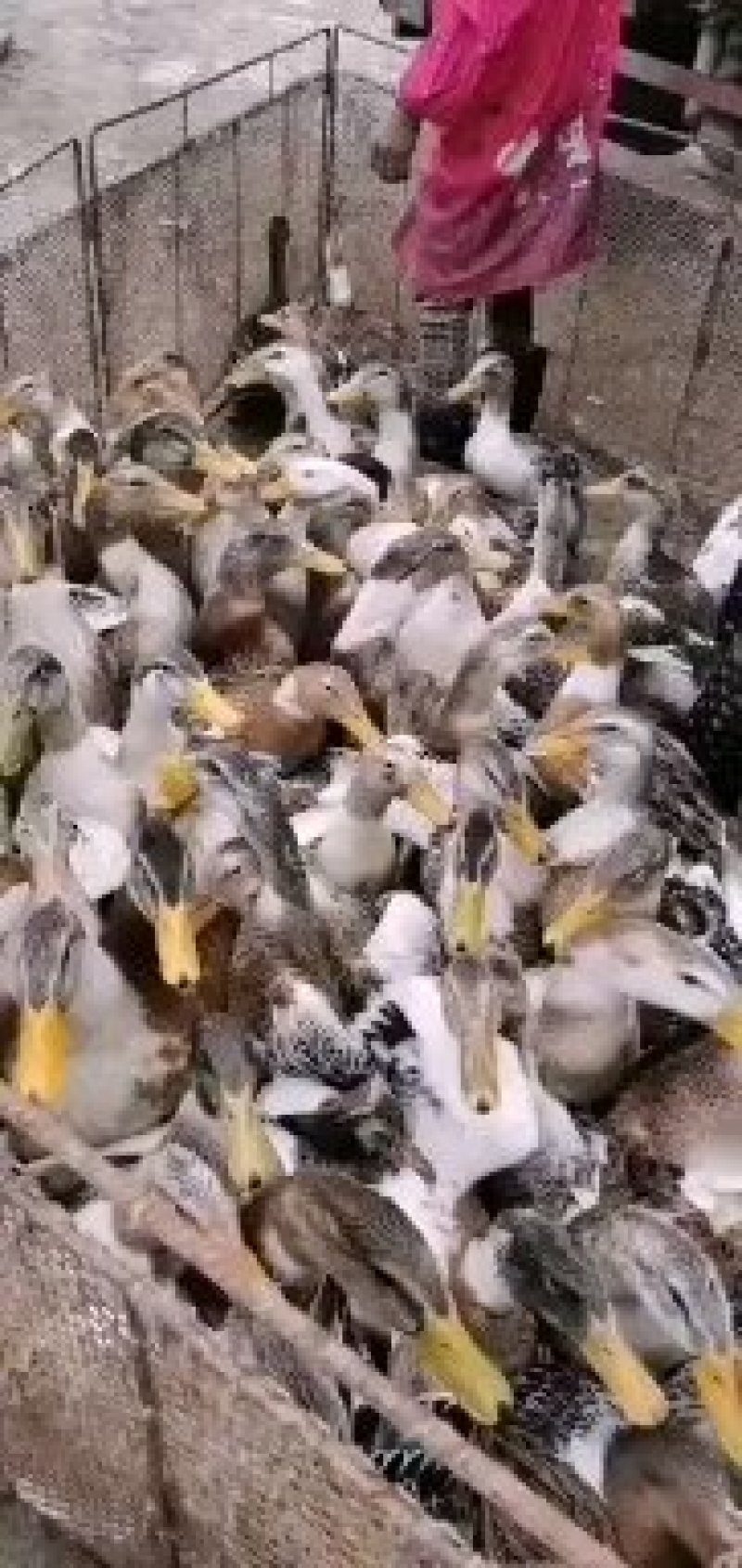 江西麻鸭，62天，均重四斤七八两，15000，低价出售
