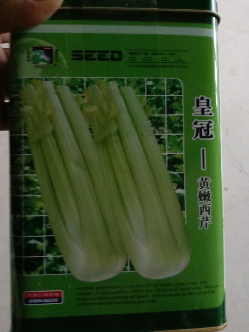百亩优质芹菜苗！法国皇后
