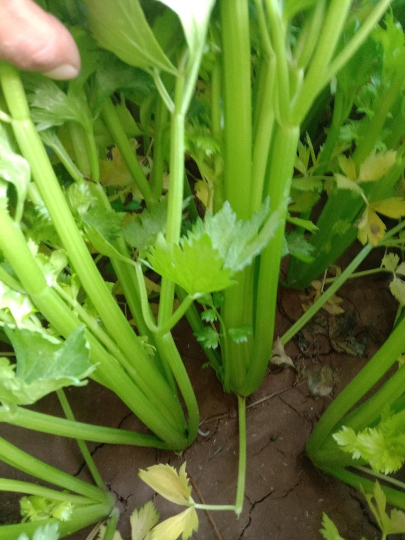 百亩优质芹菜苗！法国皇后