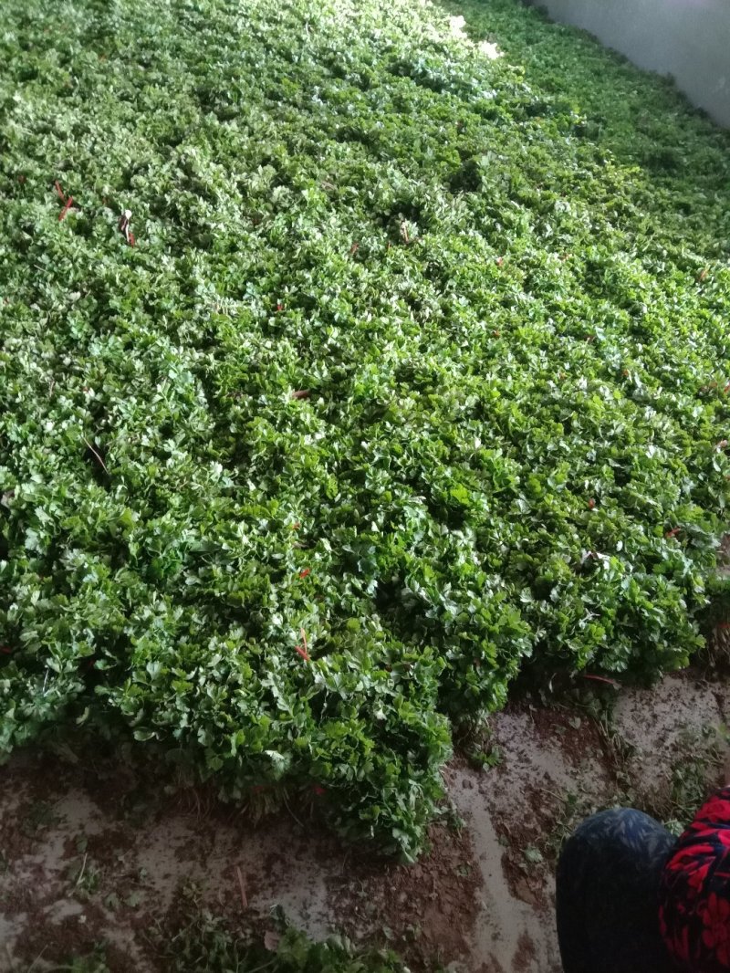百亩优质芹菜苗！法国皇后