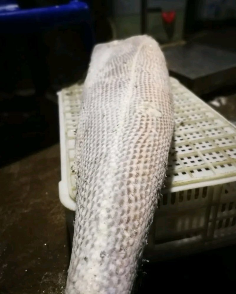 鳕鱼片，马鲛鱼片，马友鱼片，可。