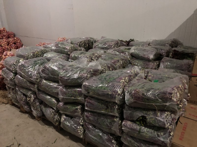 新鲜蔬菜红菜苔1万多斤