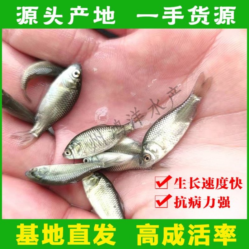 鲫鱼苗中科5号丰产鲫湘云鲫彭泽鲫鱼水花基地直销