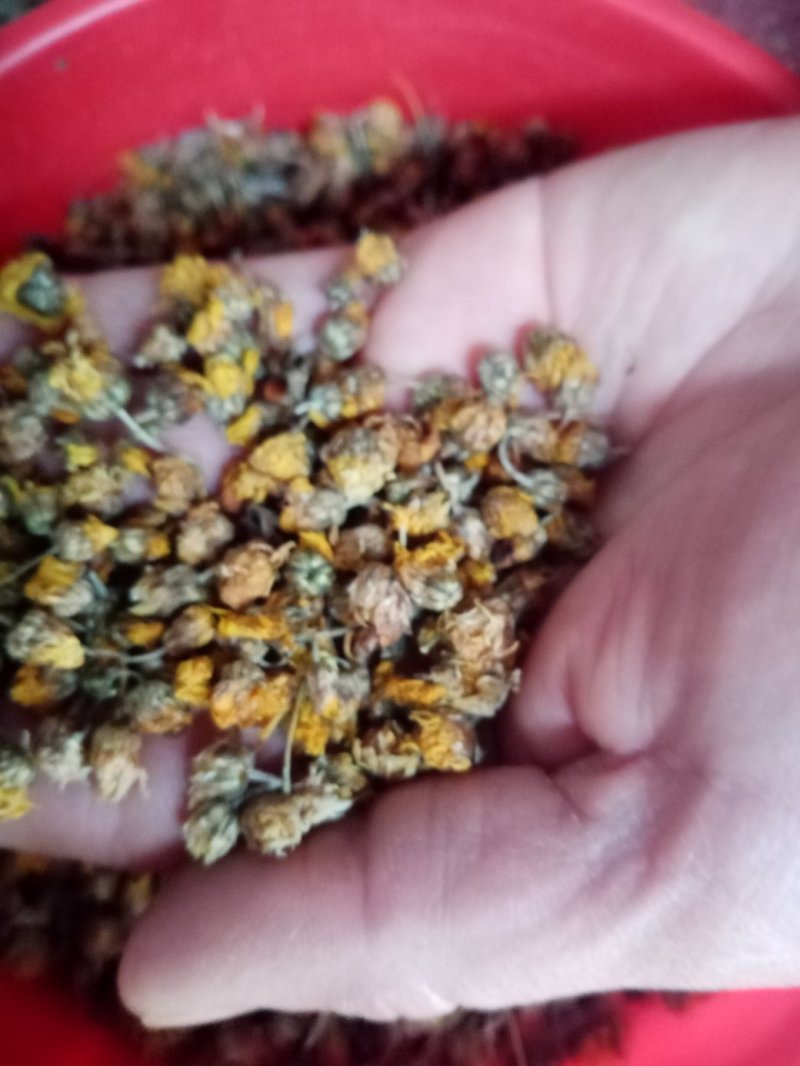 野菊花，长期有货，保证质量，，，，，，，，，，