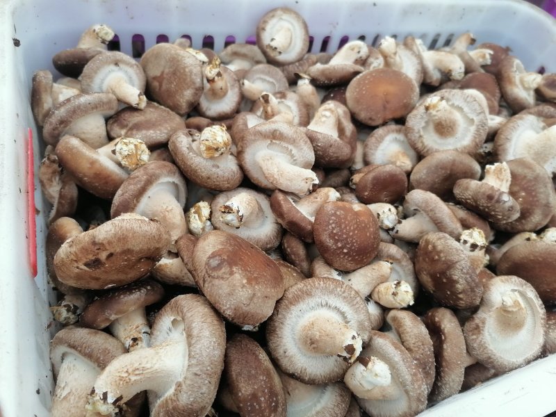 鲜香菇