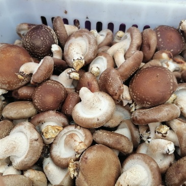 鲜香菇