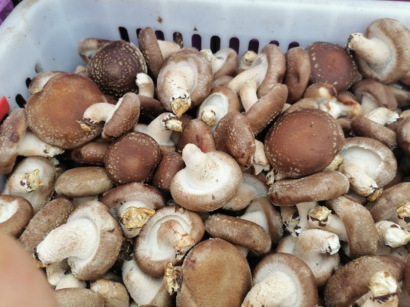 鲜香菇