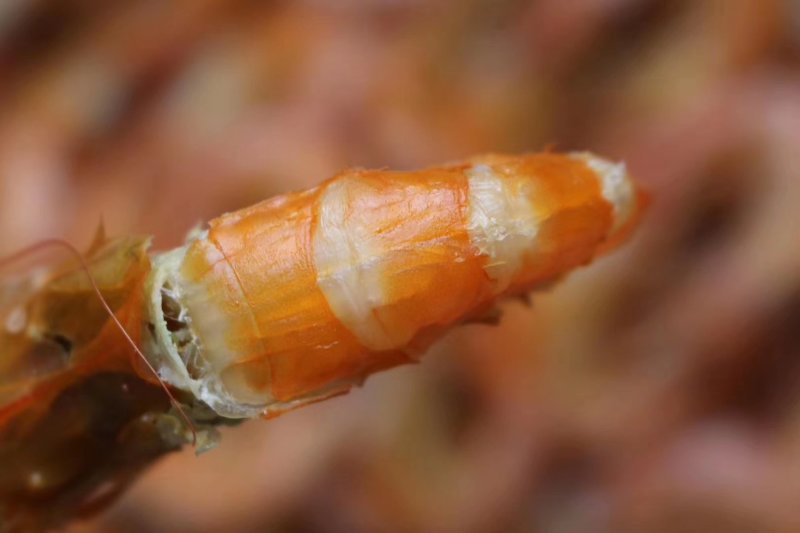精选12-14对特大号南美白对虾干即食对虾鲜甜美味